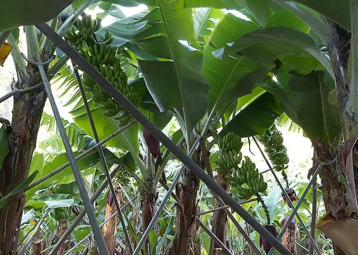 Casa Alto Santo Antonio * פונטה דו סול